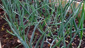 Чем подкормить лук в июне, чтобы луковицы выросли в два раза крупнее. Рецепт подкормки