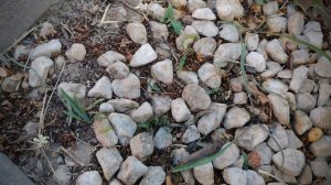 Камушки камни и жучки