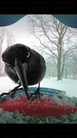 Лучшее за сегодня: Существуют кормушки для птиц с камерами. И вот что они снимают