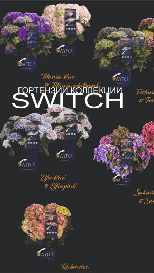 Гортензии серии Switch🌿Обзор сортов🌿01.06.2025 ГОРТЕНЗИЯ