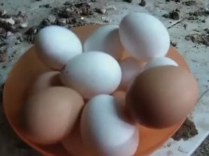 Куры Несушки Хайсекс и Ломан Браун. Домашнее куриное яйцо.