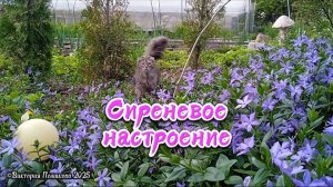 Сиреневое настроение ©Виктория Полшкова. Красивая музыка, аккордеон, ностальгия по ушедшей весне