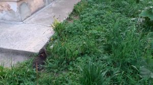 Котик Тишка на прогулке.