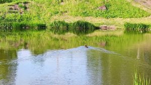С первым днём лета! Моя прогулка парк отдыха, уточки с утятами. г.Ленинск -Кузнецкий 2025