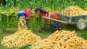 Use Horse Carts to Harvest Large Amounts of Crushed Corn for Livestock Feed. Ly Tieu Toan