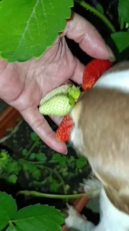 Дети сказали, что Фея все съест.