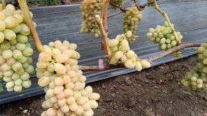 Виноград к-ш Сострадание (США) виноградник Король В. Н. 05.08.24г.г.Краснодар Slava.King2007@mail.r