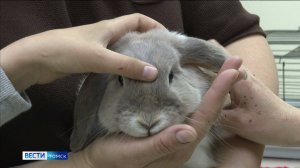 Вести-Томск, выпуск от 31.05.2025 20:50