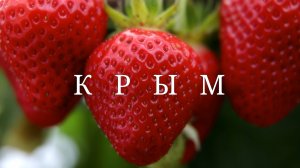 Сбор урожая клубники в Крыму #топыкатегорий