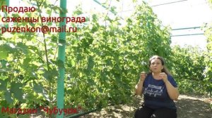 3. Прищипка побегов винограда- плюсы и минусы. Как улучшить оплодотворение цветков? (Пузенко Н.Л.)