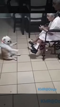 Развлекатель бабушек🕺😂 ( видео про собак )