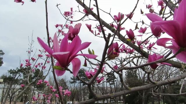 25.03.2025. Россия. Краснодар. Цветение магнолии близ забро