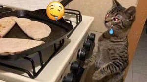 Приколы с котами! Смешные коты - Самые смешные животные С ОЗВУЧКОЙ! Ржака!!