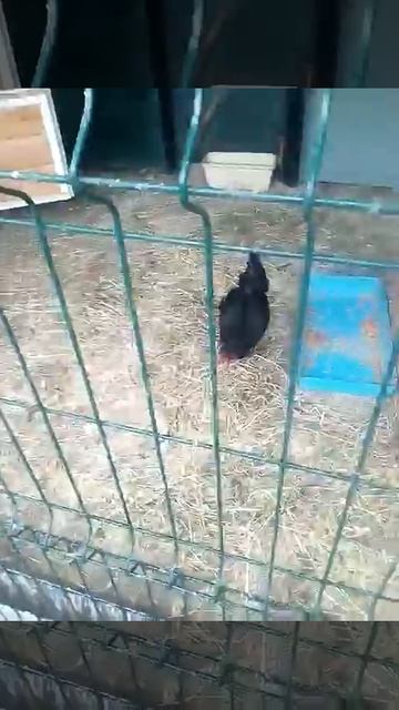 Красный уголок ...🐓🐓🐓 смотреть онлайн