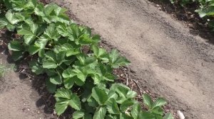 Клубника на первое июня