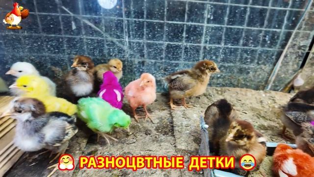 Цыплята и утята милые пушистики растут на радость хозяину (12)