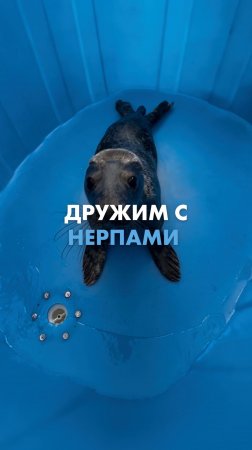 Дружим с нерпами 🤗