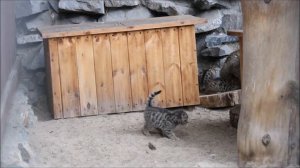 Европейские лесные котята вышли на прогулку 29.05.2025
