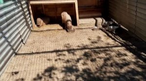 Посещение зоопарка детьми нашего прихода