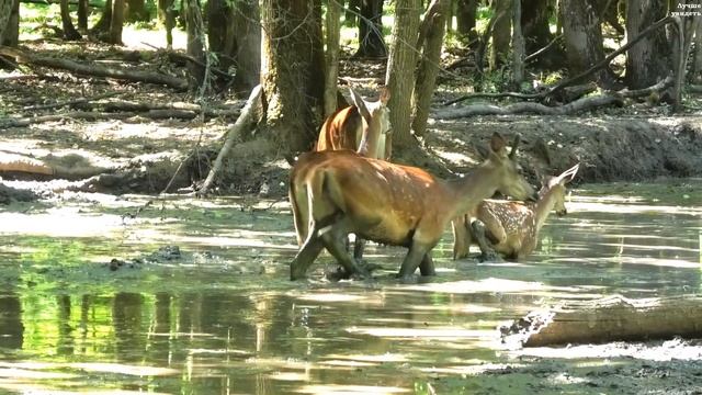 Олени в жару пришли на лесное болото || Red deer came to the forest swamp
