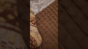 акулёнок ложится спать