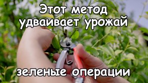 Как заложить урожай будущего года уже сейчас? Летняя обрезка груши, яблони и черешни