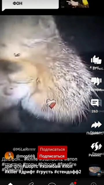 дай фон#кот#мем# смотреть онлайн