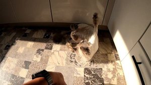 кошка