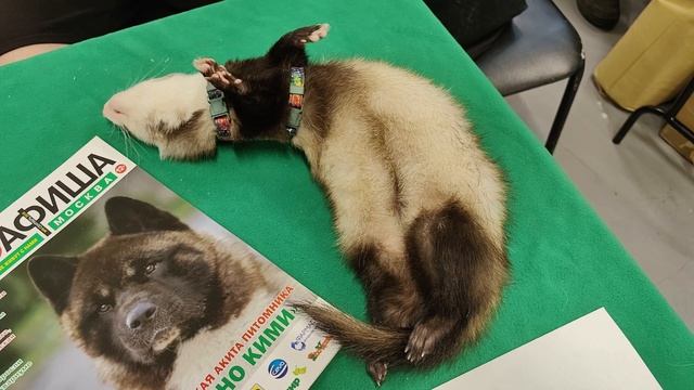 Хорёк отдыхает