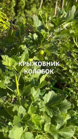 КРЫЖОВНИК КОЛОБОК купить в садовом центре «АртСад»
www.artsad63.ru
