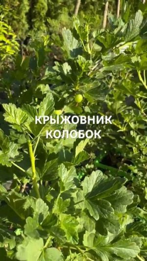КРЫЖОВНИК КОЛОБОК купить в садовом центре «АртСад»
www.artsad63.ru