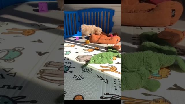 Очаровательный ребенок мальтипу