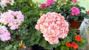 #98.Сорта  ПЕЛАРГОНІЙ Runes ❤️🌺