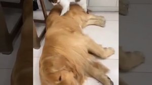 Милота)))))