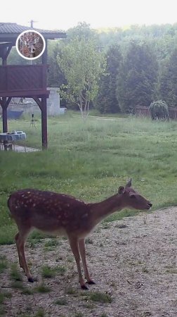 лань закашлялась #лань #животные #deervader