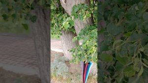 Липа под дождем