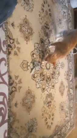 From the life of a red-haired cat: playing with the mouse