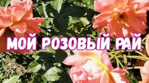МОЙ РОЗОВЫЙ РАЙ