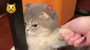 СМЕШНЫЕ КОТЫ 2025 ЛУЧШИЕ ПРИКОЛЫ С КОТАМИ, КОШКИ, КОТИКИ, СОБАЧКИ, СМЕШНОЕ ВИДЕО
