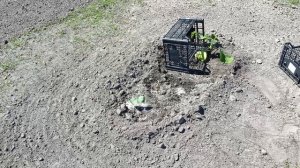 Посадил рассаду семечку от тыквы 520 кг в открытый грунт...