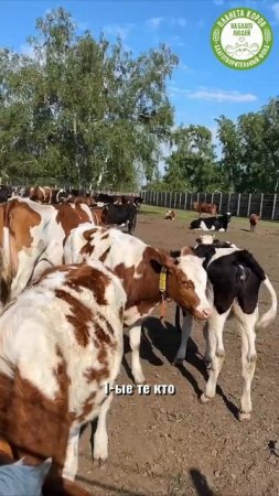 🐄 Коровы ждут своего пастуха с нетерпением!