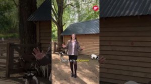 Удивительный Парк альпак под Казанью: как и где живут животные Южной Америки в Татарстане