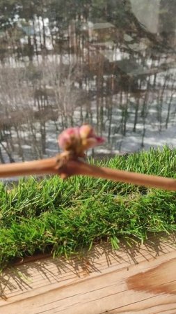 Виноград на балконе 12.04.2025