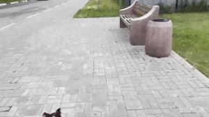 УТРО ЛАЗАРЕВСКОЕ 2 июня 2025г🐬ГУЛЯЮ С СОБАЧКОЙ РАЙОН МАЛЫШЕВА ДАРЮ ВАМ РОЗЫ🌹🌹🌹ответы на ком