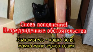 Соседская кошка.