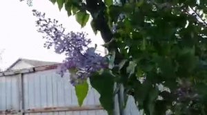 Сирень в моем саду