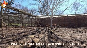 Куры несушки свободного выгула и их обычная куриная рутина – эпизод (389)