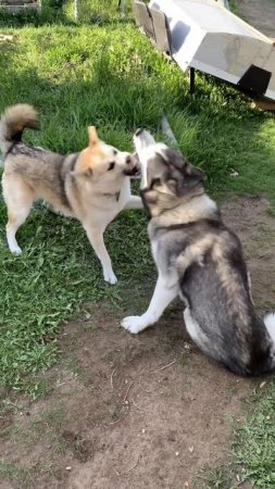 Бой без правил
#хаски #щенок #собака #домашниеживотные #БрюликиЛиска 
#dog
