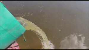 Зарыбление Нижнего пруда клариевым сомиком в кол-ве 350кг. Клёвое место лосиный остров.