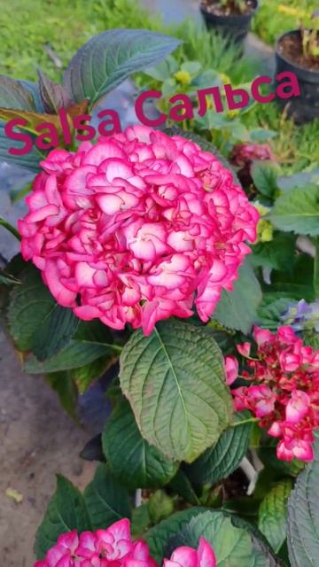 Сальса🌺🌺🌺🌺🌺 смотреть онлайн